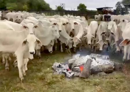 Vídeo: Produtor rural faz fogueiras para aquecer gado do frio em Itaquiraí